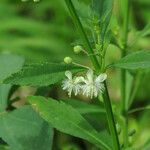 Scoparia dulcis Cvet
