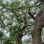 Quercus virginiana Hábitos