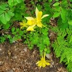 Aquilegia pubescens ফুল