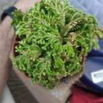 Selaginella tamariscina Blatt