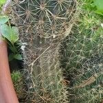 Echinocereus engelmannii Blatt