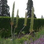 Echium pininana Кветка