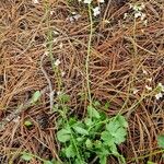 Arabidopsis halleri Hábitos