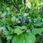 Ceratostigma plumbaginoides Plante entière