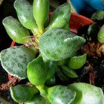 Adromischus cooperi Агульны выгляд