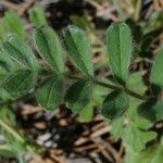 Potentilla tilingii Hoja