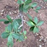 Commiphora glandulosa पत्ता