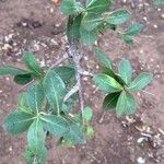 Commiphora glandulosa Blatt