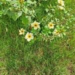 Turnera subulata Flower