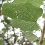 Bauhinia variegata Liść