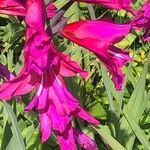 Gladiolus × byzantinus Blomst