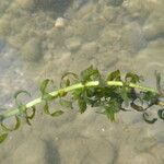 Elodea nuttallii Hoja