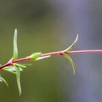 Cerastium stenopetalum 葉