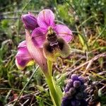 Ophrys tenthredinifera Цвят