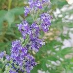 Vitex negundo Blomst