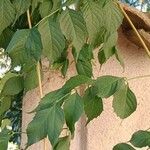 Campsis radicans Blatt