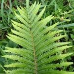 Thelypteris interrupta Folio