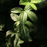 Galium rubioides Ліст