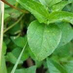 Synedrella nodiflora Frunză