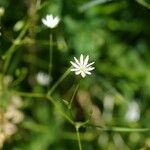 Stellaria graminea Flower