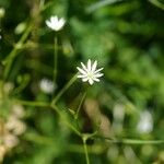 Stellaria graminea 花