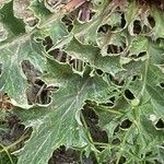 Carlina acanthifolia Blad