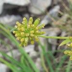 Bupleurum petraeum Fleur