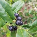 Sarcococca hookeriana Fruit