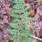 Dryopteris dilatata Лист