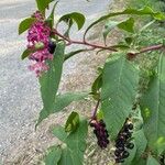 Phytolacca bogotensis Fruct