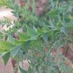 Acacia cultriformis Leaf