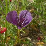 Roemeria hybrida Цветок