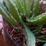 Stapelia gigantea Blad