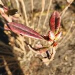 Rhododendron viscosum ഇല