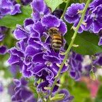 Duranta erecta Fula