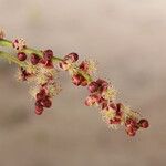 Sclerocarya birrea Цвят