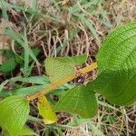 Miconia dependens Ffrwyth