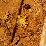 Amphimas ferrugineus Цвят