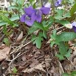 Viola sagittata Flor