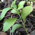 Collinsonia canadensis Hoja