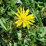 Taraxacum cucullatiforme 花