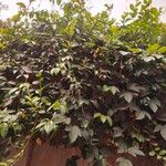 Passiflora tripartita Hábitos