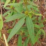 Eriosema laurentii Leaf