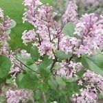 Syringa persicaFlower