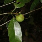 Calophyllum brasiliense Frucht