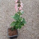 Salvia coccinea Cvet