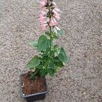 Salvia coccineaFlower