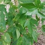 Passiflora incarnata Blatt