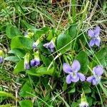 Viola odorata Plante entière