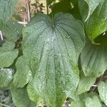 Dioscorea villosa Blatt